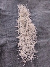Tillandsia usneoides cm - tillandsia, 50