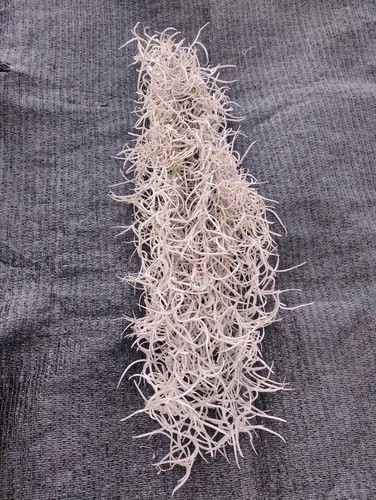 Tillandsia usneoides cm - usneoides,
