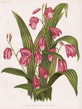 Bletilla striata orchidea