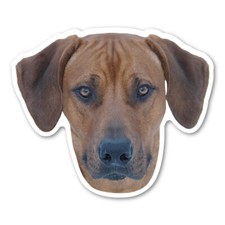 Calamita Rhodesian Ridgeback