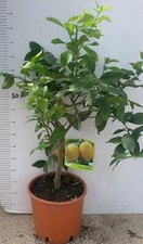 Pianta di LIMONE LUNARIO  in