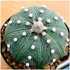 10 semi di Astrophytum