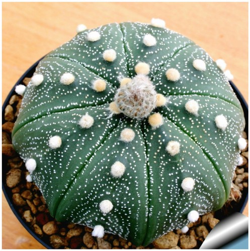Semi astrophytum - 10,