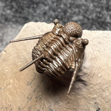 Cyphaspis ceratophthalma