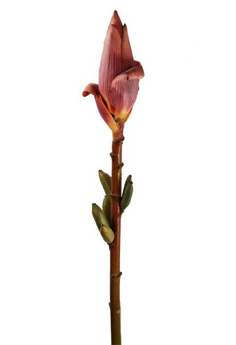 Fiore banano scegli il - -,