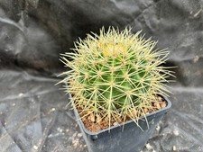 GRUSONIFERO (ECHINOCACTUS