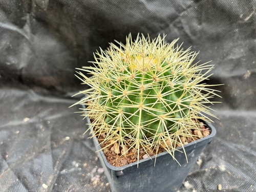 Grusonifero echinocactus - grusonifero, (echinocactus