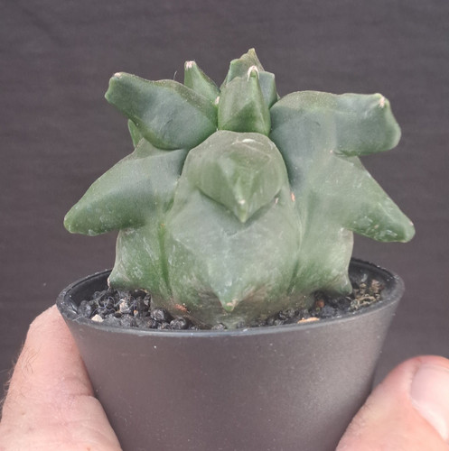 Astrophytum myriostigma - , cv