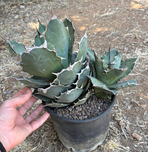 Agave titanota pianta da - pianta,