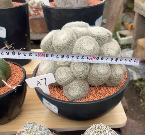 Mammillaria lenta wysiwyg - lenta,