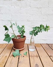 30 talee di edera variegata