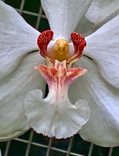 Vanda specie barnesii nuovo - specie,