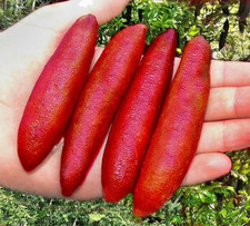 Microcitrus australasica
