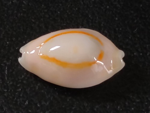 Conchiglia cypraea annulus - conchiglia,