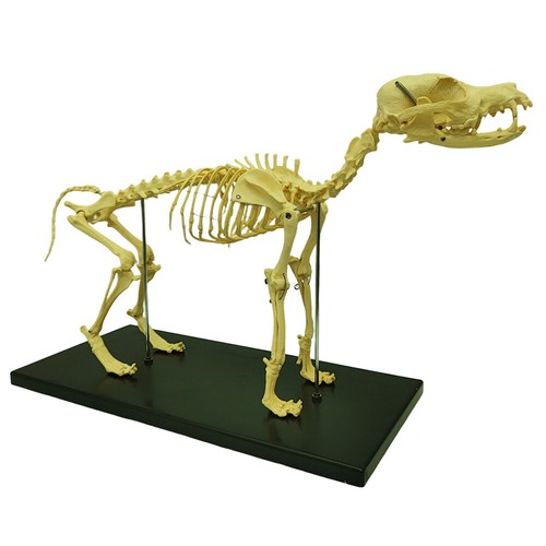 Modello scheletro canino - modello,