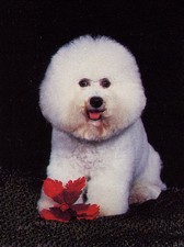 BICHON FRISE CHARMING DOG