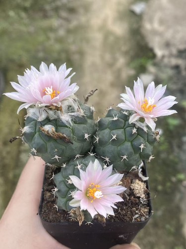 Multi teste turbinicarpus - teste,