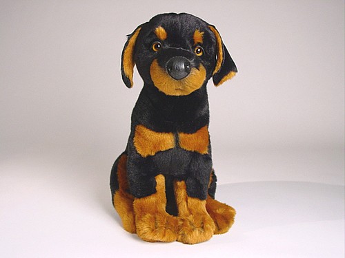 Doberman pinscher cucciolo - pinscher, di