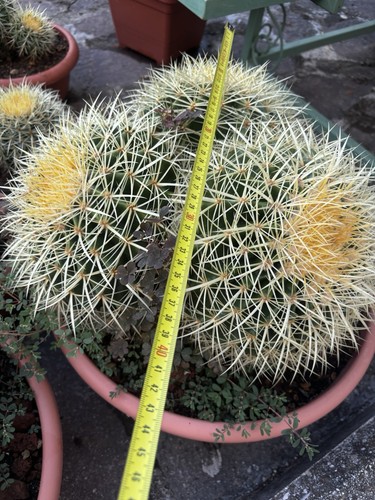 Echinocactus grusonii - echinocactus,
