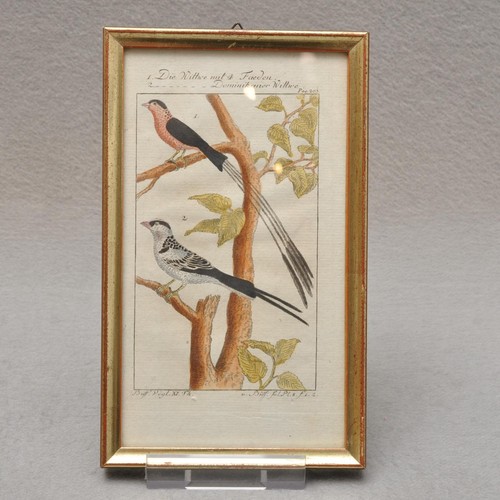 Buffon antico handcolorierter - antico,