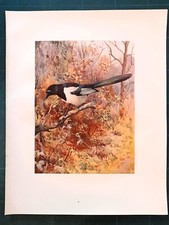 Stampa antica UCCELLO GAZZA