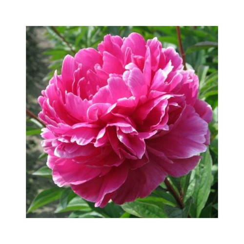 Pianta peonia lactiflora - di,