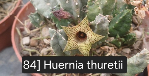 Talea radicata huernia - 1,