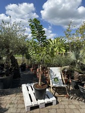 Wodyetia bifurcata 190-220 cm palma coda di volpe palma fronda palma esotica da camera