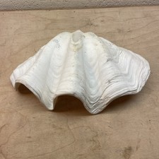 Grande guscio di vongole