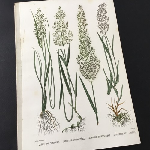 Incisione botanica xix secolo - incisione,