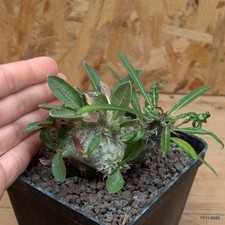 Pachypodium brevicaule