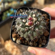 Copiapoa sp. (25) - Live