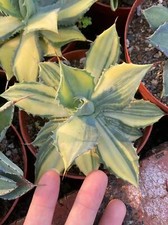 Rara Pianta Succulenta Agave