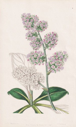Statice eximia fiore - ,