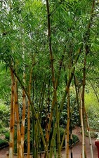 Bambù gigante bambù