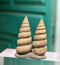 25 carati Turritella fossile