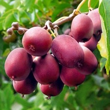 Pianta di Kiwi Arguta Rosso a