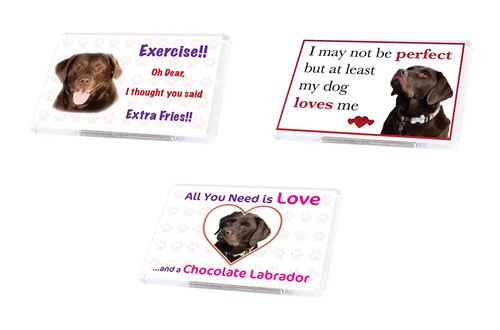 Funny dog chocolate labrador - dog,