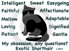 Gatto esotico a pelo corto la