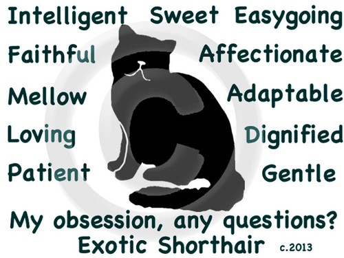 Exotic shorthair cat - exotic,