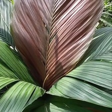 Palma Tronok (Iguanura