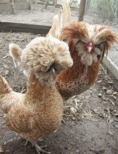 Uova Feconde Fertili  PADOVANA