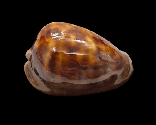 Conchiglia shell cypraea zoila - shell,