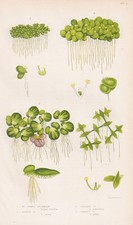 Lemna trisulca lente d'acqua