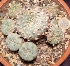 ARIOCARPUS TEXENSIS CAESPITOSA