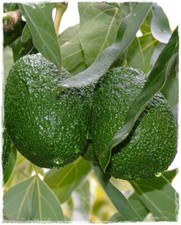 Pianta di Persea americana