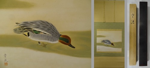 Yr31 teal anas - yr31,