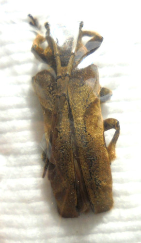 Thylactus insignis 31 mm - insignis,