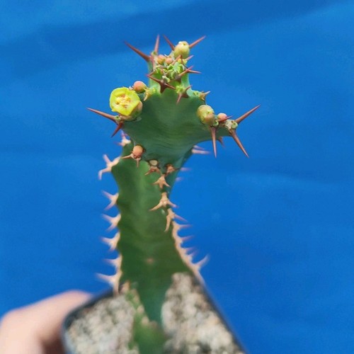 Euphorbia tortirama