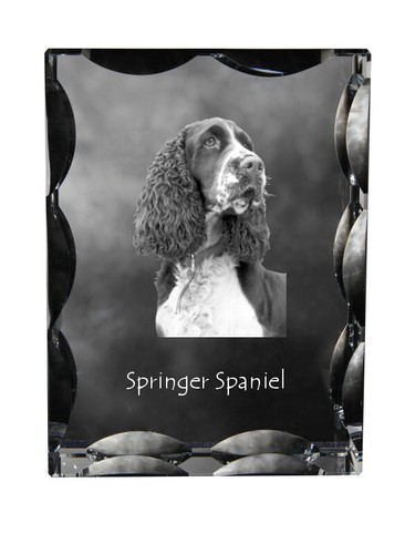 Springer spaniel inglese - springer,